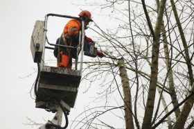 Специалисты кронируют до конца марта 265 деревьев в районе Якиманка